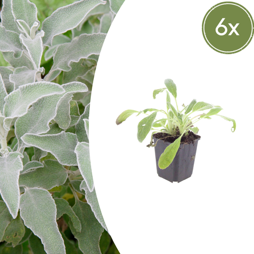 "6x Stachys byzantina - ↕10-25cm - Ø9cm image"