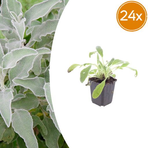 "24x Stachys byzantina - ↕10-25cm - Ø9cm image"