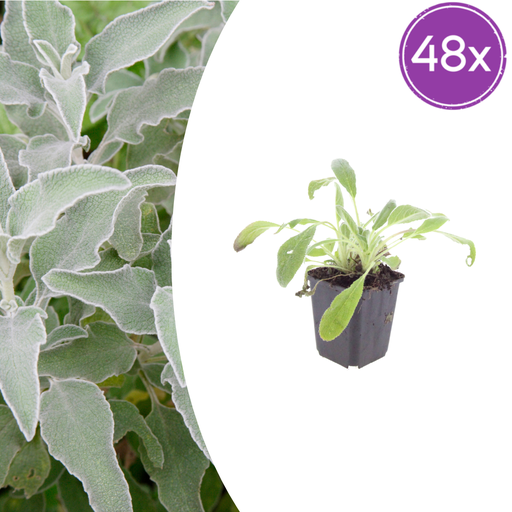 "48x Stachys byzantina - ↕10-25cm - Ø9cm image"