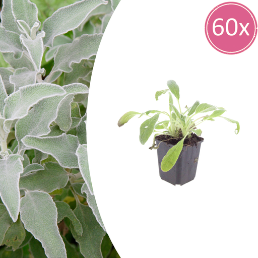"60x Stachys byzantina - ↕10-25cm - Ø9cm image"