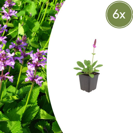 "6x Stachys mon. 'Hummelo' - ↕10-25cm - Ø9cm image"