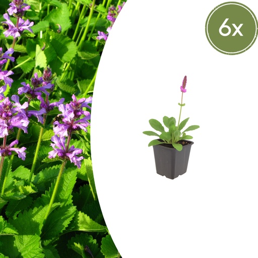 "Wollziest 'Hummelo' 6er-Set (Stachys byzantina) – winterharte Staude, Topf-Ø 9 cm, Höhe ca. 25 cm image"