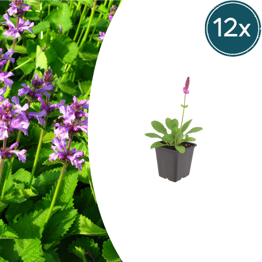"12x Stachys mon. 'Hummelo' - ↕10-25cm - Ø9cm image"