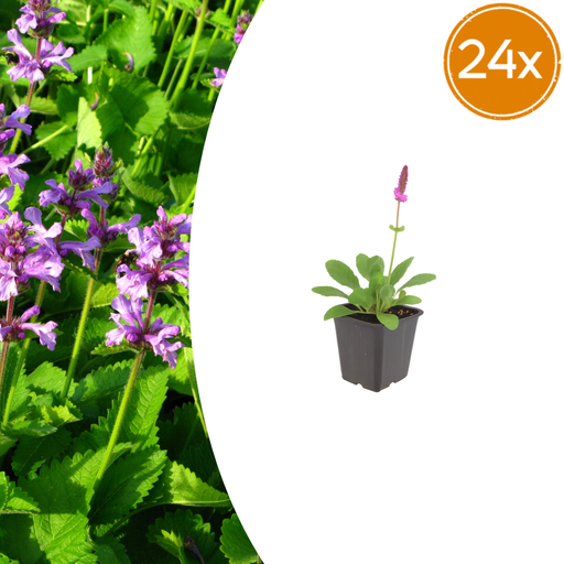 "24x Stachys mon. 'Hummelo' - ↕10-25cm - Ø9cm image"
