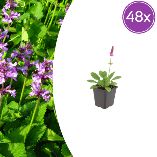 "48x Stachys mon. 'Hummelo' - ↕10-25cm - Ø9cm image"