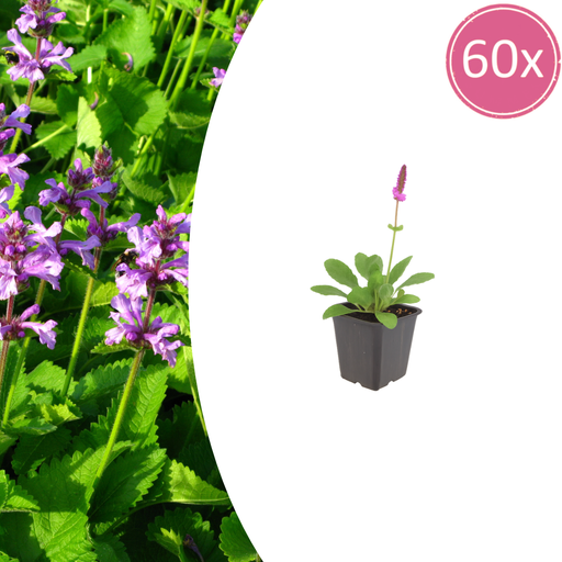"60x Stachys mon. 'Hummelo' - ↕10-25cm - Ø9cm image"