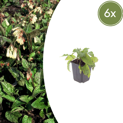 "6x Symphytum grandiflorum - ↕10-25cm - Ø9cm image"