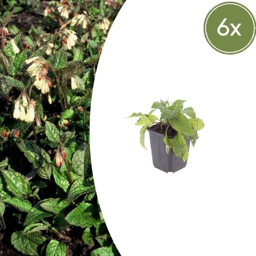 "Kaukasus-Beinwell 6er-Set (Symphytum grandiflorum) – winterharte Bodendecker-Staude, Topf-Ø 9 cm, Höhe ca. 25 cm image"