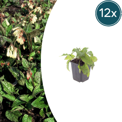 "12x Symphytum grandiflorum - ↕10-25cm - Ø9cm image"