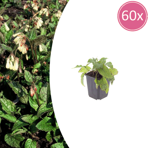 "60x Symphytum grandiflorum - ↕10-25cm - Ø9cm image"