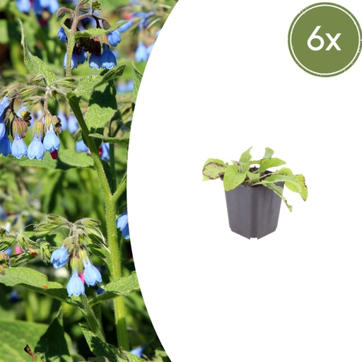 "Beinwell 'Wisley Blue' 6er-Set (Symphytum officinale) – winterharte Heil- und Küchenpflanze, Topf-Ø 9 cm, Höhe ca. 25 cm image"