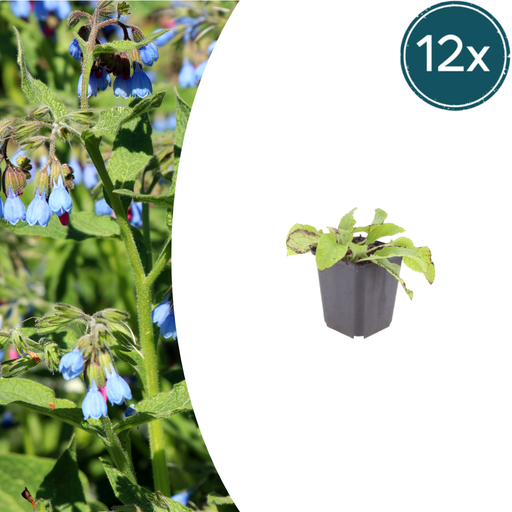 "12x Symphytum grand. 'Wisley Blue' - ↕10-25cm - Ø9cm image"
