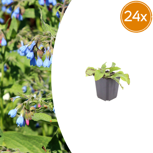 "24x Symphytum grand. 'Wisley Blue' - ↕10-25cm - Ø9cm image"