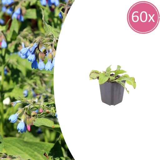 "60x Symphytum grand. 'Wisley Blue' - ↕10-25cm - Ø9cm image"