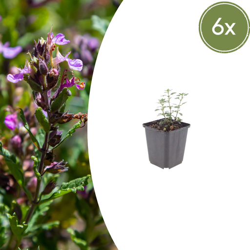 "6x Teucrium lucidrys - ↕10-25cm - Ø9cm image"