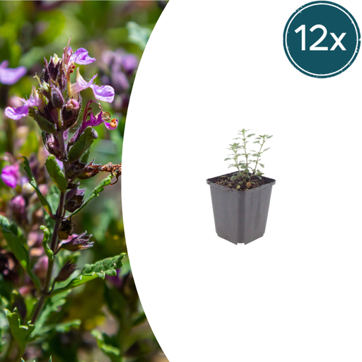 "Garten-Gamander 12er-Set (Teucrium lucidrys) – winterharte Staude, Topf-Ø 9 cm, Höhe ca. 25 cm image"