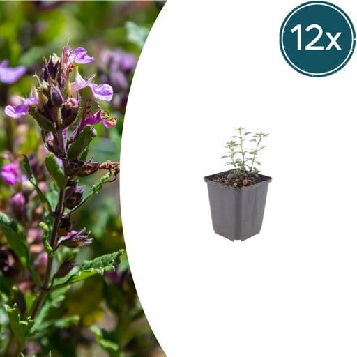 "Garten-Gamander 12er-Set (Teucrium lucidrys) – winterharte Staude, Topf-Ø 9 cm, Höhe ca. 25 cm image"
