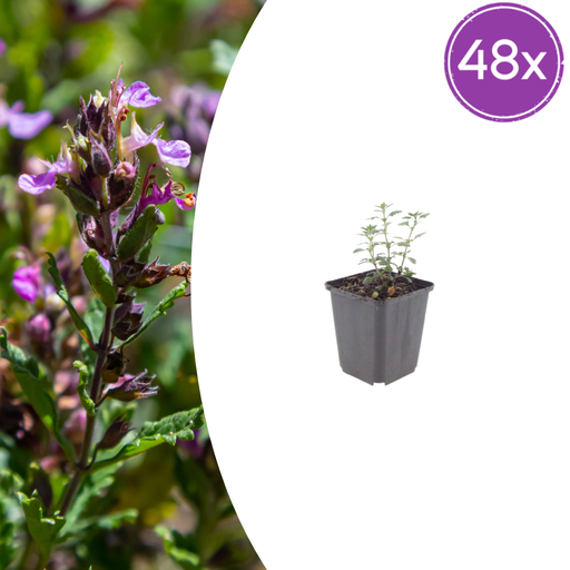 "48x Teucrium lucidrys - ↕10-25cm - Ø9cm image"