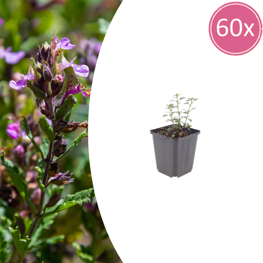 "60x Teucrium lucidrys - ↕10-25cm - Ø9cm image"