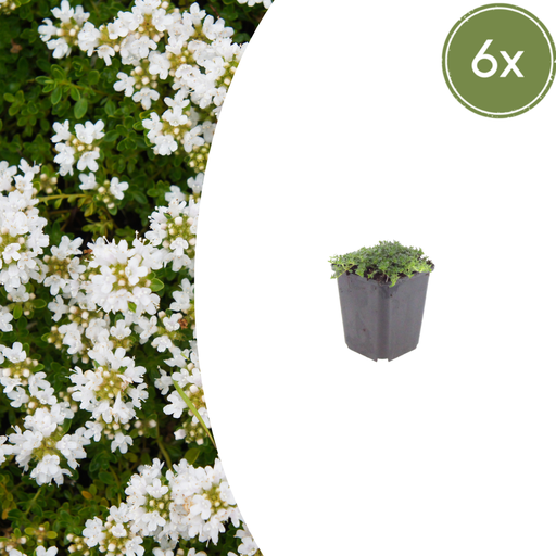 "Polster-Thymian 'Albiflorus' 6er-Set (Thymus praecox) – winterharte Staude, Topf-Ø 9 cm, Höhe ca. 25 cm image"