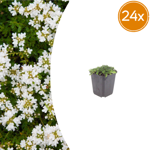 "Polster-Thymian 'Albiflorus' 24er-Set (Thymus praecox) – winterharte Staude, Topf-Ø 9 cm, Höhe ca. 25 cm image"