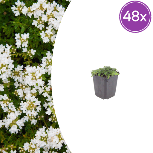 "Polster-Thymian 'Albiflorus' 48er-Set (Thymus praecox) – winterharte Staude, Topf-Ø 9 cm, Höhe ca. 25 cm image"