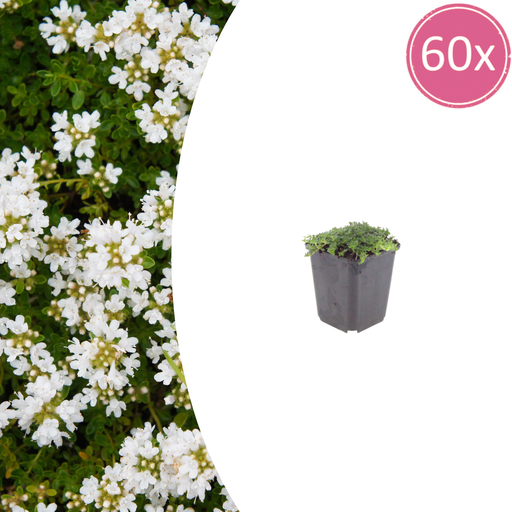 "60x Thymus praecox 'Albiflorus' - ↕10-25cm - Ø9cm image"