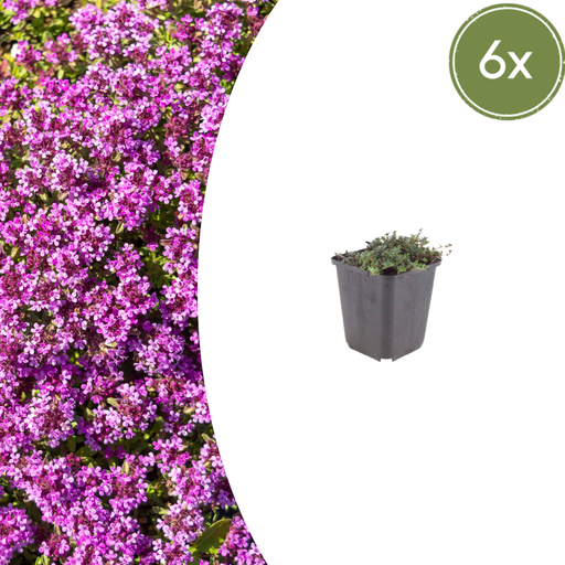 "6x Thymus praecox 'Coccineus' - ↕10-25cm - Ø9cm image"