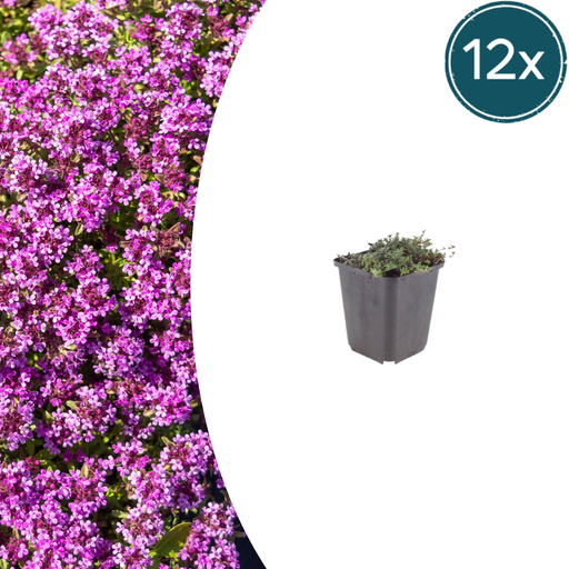"Polster-Thymian 'Coccineus' 12er-Set (Thymus praecox) – winterharte Staude, Topf-Ø 9 cm, Höhe ca. 25 cm image"