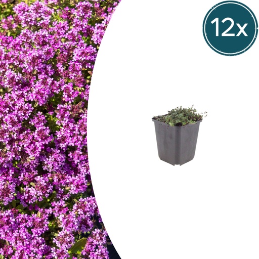 "Polster-Thymian 'Coccineus' 12er-Set (Thymus praecox) – winterharte Staude, Topf-Ø 9 cm, Höhe ca. 25 cm image"