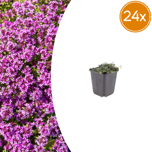 "Polster-Thymian 'Coccineus' 24er-Set (Thymus praecox) – winterharte Staude, Topf-Ø 9 cm, Höhe ca. 25 cm image"