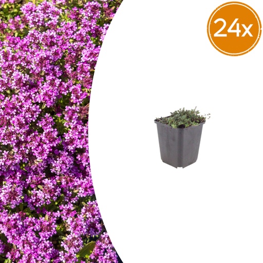 "Polster-Thymian 'Coccineus' 24er-Set (Thymus praecox) – winterharte Staude, Topf-Ø 9 cm, Höhe ca. 25 cm image"