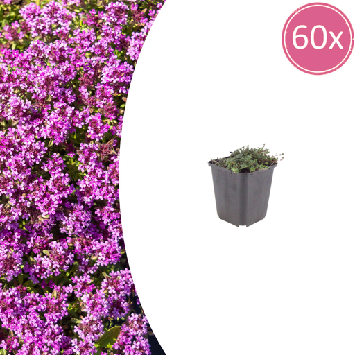 "Polster-Thymian 'Coccineus' 60er-Set (Thymus praecox) – winterharte Staude, Topf-Ø 9 cm, Höhe ca. 25 cm image"