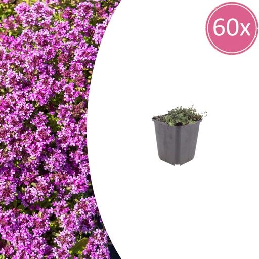 "Polster-Thymian 'Coccineus' 60er-Set (Thymus praecox) – winterharte Staude, Topf-Ø 9 cm, Höhe ca. 25 cm image"