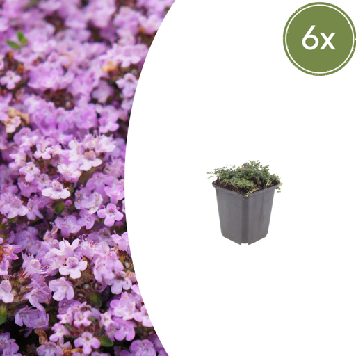 "6x Thymus praecox 'Purple Beauty' - ↕10-25cm - Ø9cm image"