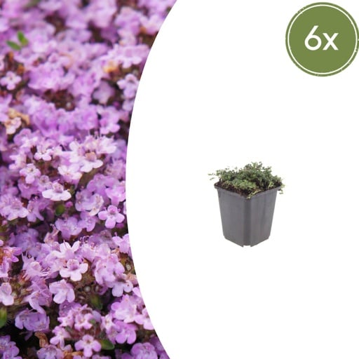 "Polster-Thymian 'Purple Beauty' 6er-Set (Thymus praecox) – winterharte Staude, Topf-Ø 9 cm, Höhe ca. 25 cm image"