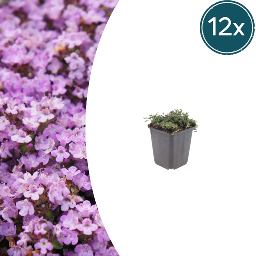 "Polster-Thymian 'Purple Beauty' 12er-Set (Thymus praecox) – winterharte Staude, Topf-Ø 9 cm, Höhe ca. 25 cm image"