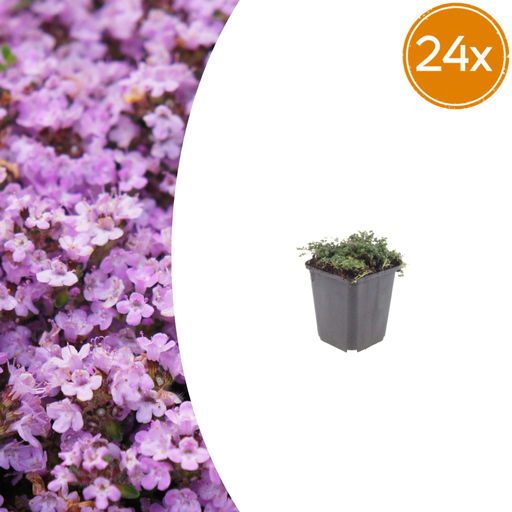 "Polster-Thymian 'Purple Beauty' 24er-Set (Thymus praecox) – winterharte Staude, Topf-Ø 9 cm, Höhe ca. 25 cm image"
