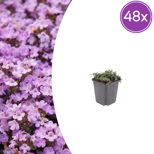 "Polster-Thymian 'Purple Beauty' 48er-Set (Thymus praecox) – winterharte Staude, Topf-Ø 9 cm, Höhe ca. 25 cm image"