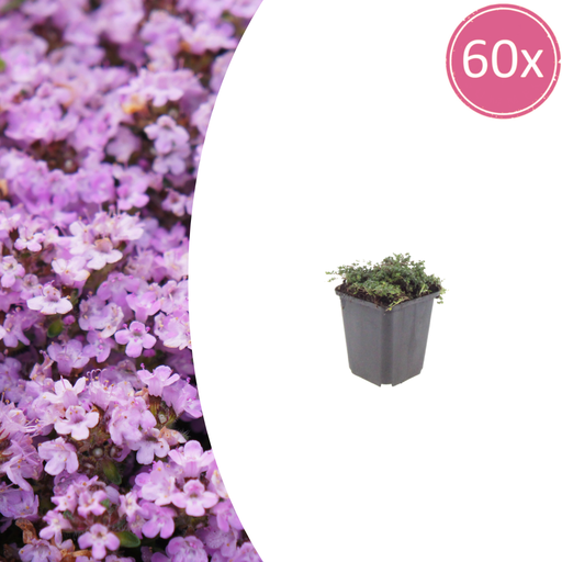"60x Thymus praecox 'Purple Beauty' - ↕10-25cm - Ø9cm image"