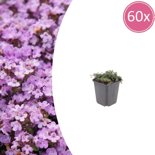 "Polster-Thymian 'Purple Beauty' 60er-Set (Thymus praecox) – winterharte Staude, Topf-Ø 9 cm, Höhe ca. 25 cm image"