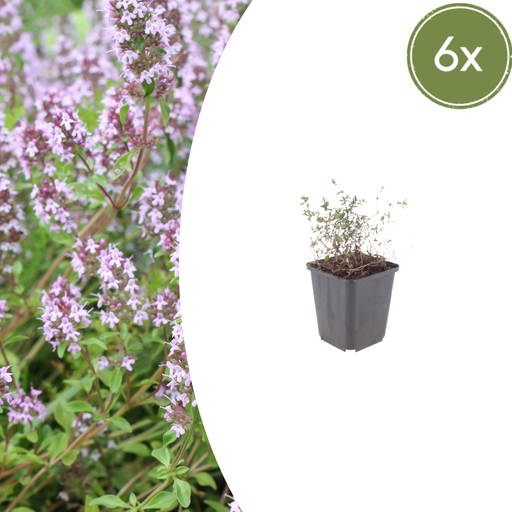 "Echter Thymian 6er-Set (Thymus vulgaris) – winterharte Gewürz- und Heilpflanze, Topf-Ø 9 cm, Höhe ca. 25 cm image"