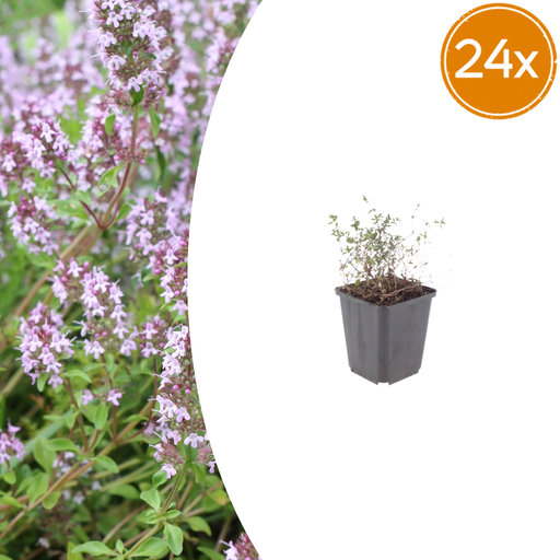 "Echter Thymian 24er-Set (Thymus vulgaris) – winterhartes Küchenkraut, Topf-Ø 9 cm, Höhe ca. 25 cm image"