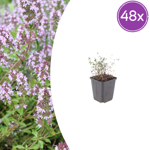 "Echter Thymian 48er-Set (Thymus vulgaris) – winterhartes Küchenkraut, Topf-Ø 9 cm, Höhe ca. 25 cm image"