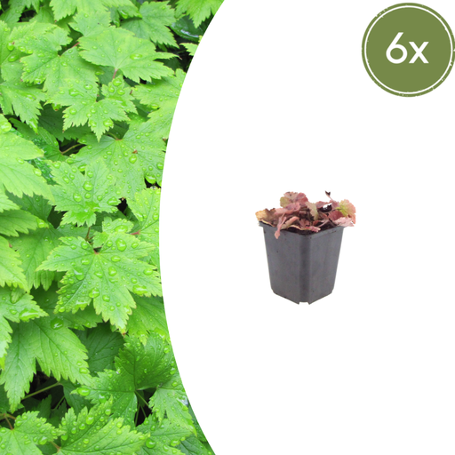"Herzblättrige Schaumblüte 6er-Set (Tiarella cordifolia) – winterharte Staude, Topf-Ø 9 cm, Höhe ca. 25 cm image"