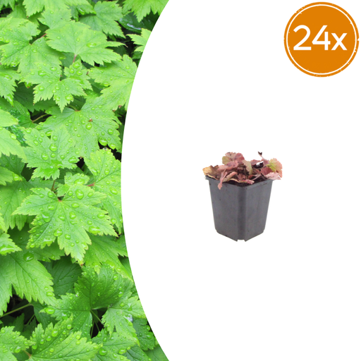 "24x Tiarella cordifolia - ↕10-25cm - Ø9cm image"