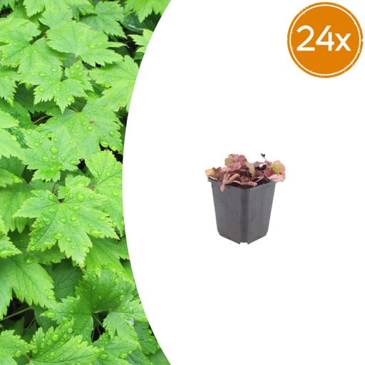 "Herzblättrige Schaumblüte 24er-Set (Tiarella cordifolia) – winterharte Staude, Topf-Ø 9 cm, Höhe ca. 25 cm image"