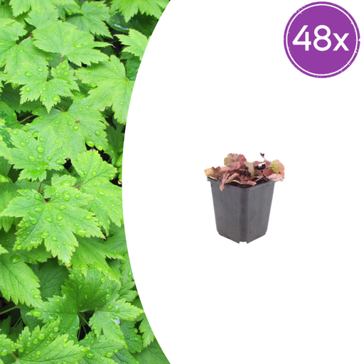 "48x Tiarella cordifolia - ↕10-25cm - Ø9cm image"