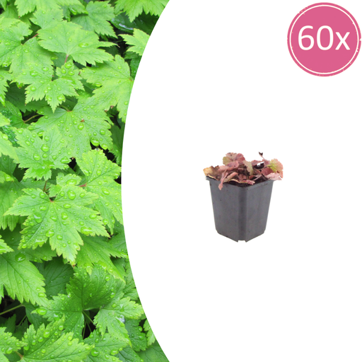 "60x Tiarella cordifolia - ↕10-25cm - Ø9cm image"