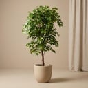 Ficus Deluxe Vine Kunstboom - 140 cm - Kunstplant - Artificial plant